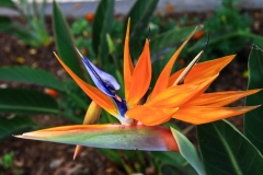 ORANGE-BIRD-OF-PARADISE-by-Phil-Edwards