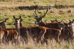 STAGPARTY-by-Phil-Edwards