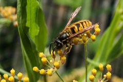 WASP by Phil Edwards