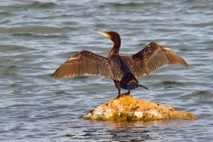 4 P CORMORANT by Phil Holmes