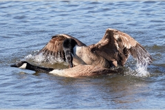 CANADA GEESE MATING by Phil Holmes