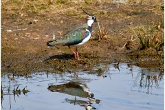 LAPWING by Phil Holmes