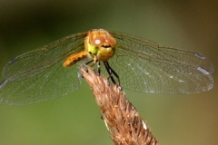 Balancing Act by Andy Kent