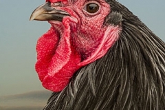 I've Got My Eye on You by Bob Harper