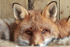 Foxy by Phil Holmes
