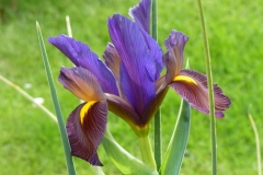 Blue-Iris