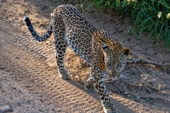 Kruger Leopard