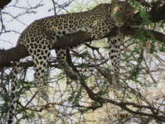 Leopard in the Tree