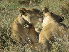Lions Grooming