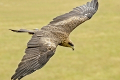 HARRIS-HAWK-IN-FLIGTH-by-Roy-Lloyd