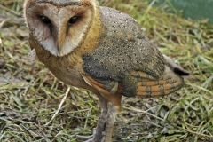 OSSIE THE BARN OWL by Roy Lloyd 1