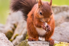 RED-SQUIRREL-by-Tom-Allison