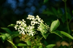 DSC_1098_DxO