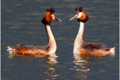 Crested Grebes