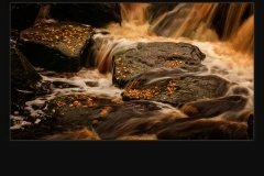 Autumns Gold