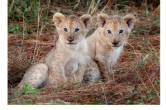 Lion Cubs